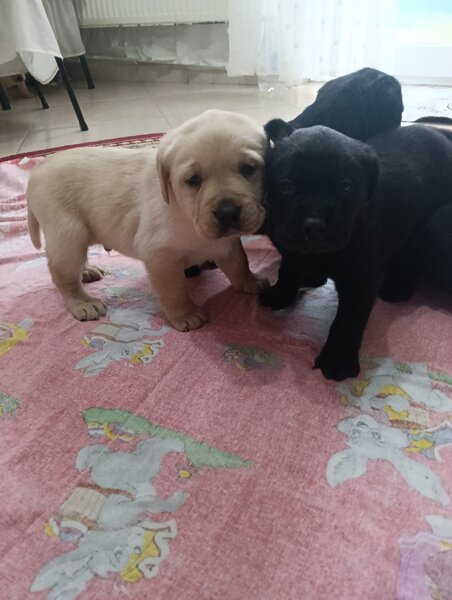 Vand pui Labrador Retriever.