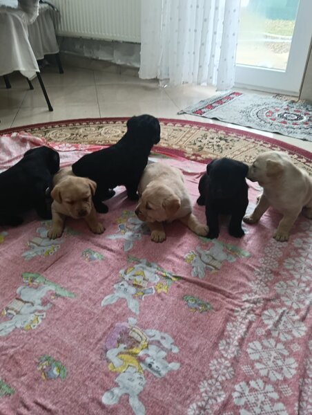 Vand pui Labrador Retriever.