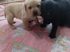 Vand pui Labrador Retriever