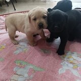 Vand pui Labrador Retriever